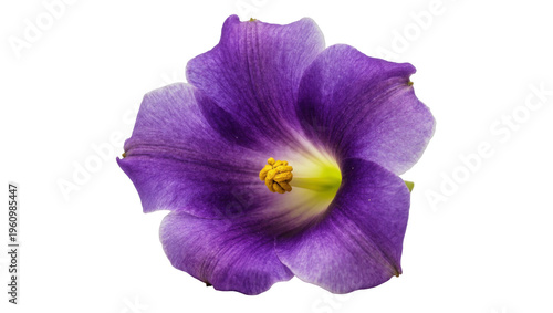 Isolated elegant purple flower blossom with delicate petals and bright yellow center detail