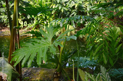 Lush greenery with tropical plants in a garden