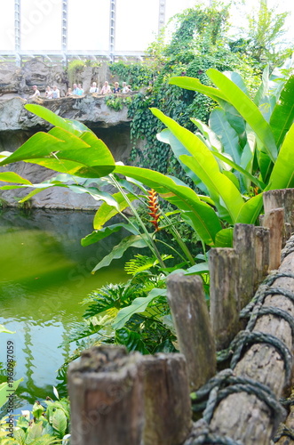 Lush greenery with tropical plants in a garden