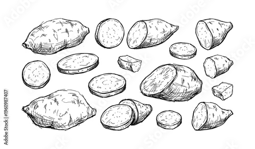 Hand-drawn sweet potato varieties and slices illustrations in black and white