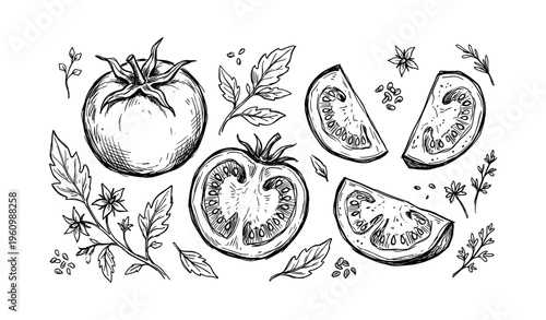 Hand-drawn tomato and slice with leaves and seeds in black and white sketch style