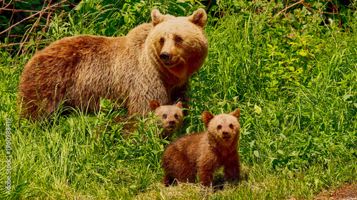 brown bear with two young in the carpathians 645