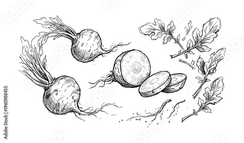 Hand-drawn beetroot sketch with leaves and slices on white background