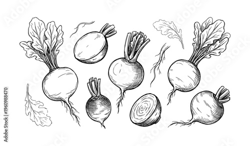Hand-drawn beetroot sketches with leaves in black and white