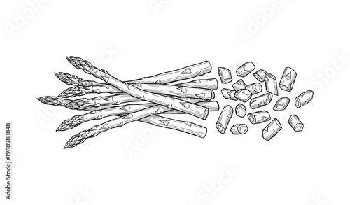 Sketch of whole and chopped asparagus spears on white background