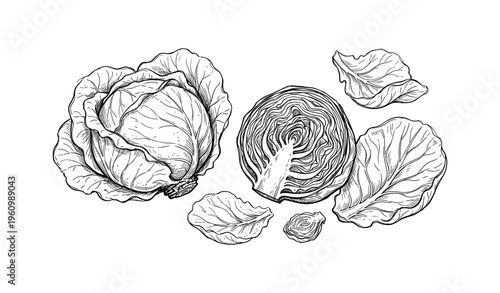 Black and white cabbage illustration with detailed leaves and sliced cross-section