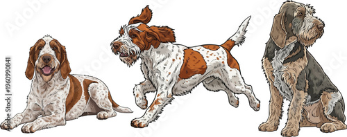Spinone Italiano dog running athletic lying down sitting attentive pose set