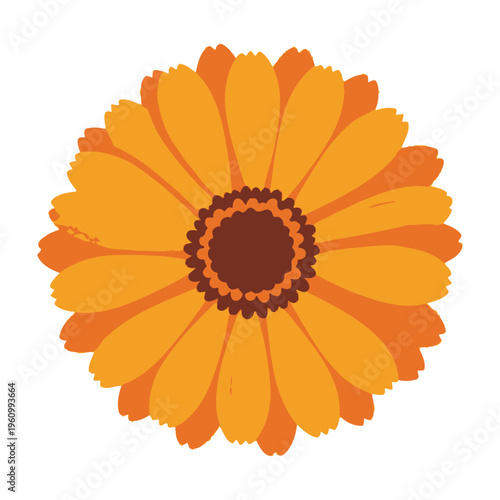 Vibrant orange flower illustration with brown center on white background