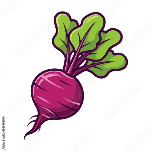 Vibrant magenta beetroot with green leaves on white background fresh vegetable illustration