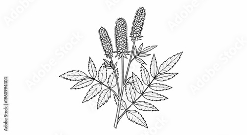 Detailed line drawing of a plant with three spiky flower heads and serrated leaves