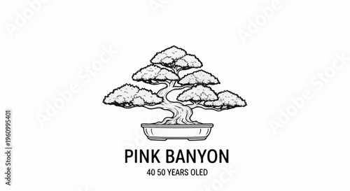 Detailed black and white illustration of a mature bonsai tree in a pot