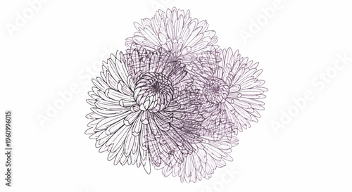 Delicate sketch of a cluster of fluffy aster flowers with purple hues