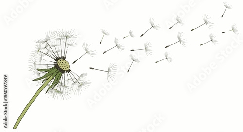 Dandelion seeds blowing in the wind