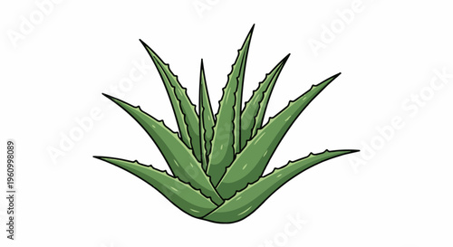 Detailed illustration of a spiky, green aloe vera plant on a white background