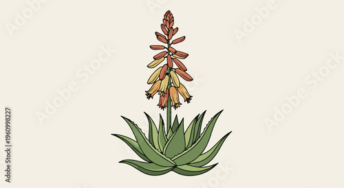 Detailed illustration of an aloe vera plant with a vibrant orange and yellow flower spike
