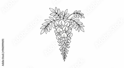 Delicate black and white sketch of cascading wisteria flowers and leaves