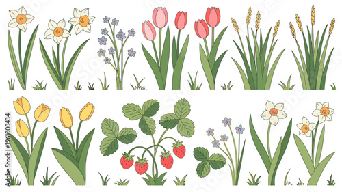 Colorful flowers and plants illustrations