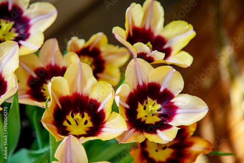 Tableau sur toile Tulips of the Gavotte variety with beautiful buds