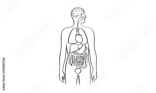 Internal Organs Sketch
