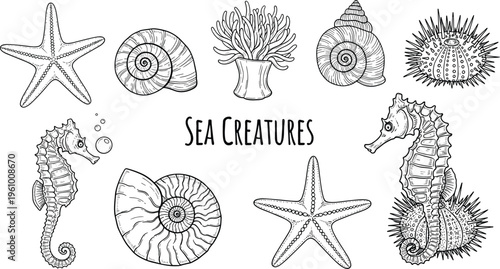 Hand drawn sea creatures collection with starfish, seahorse, shells and coral, detailed marine life vector illustration for ocean themed design and educational projects