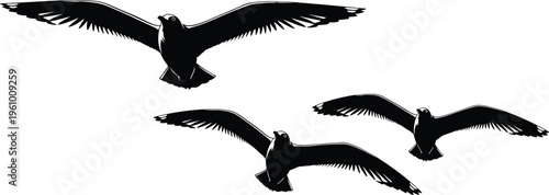 Flying bird silhouettes, seagull flock illustration, elegant wings spread artwork, black and white vector design, graceful avian flight pattern, coastal birds