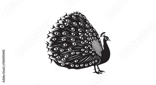 A stunning black and white illustration of a peacock in full plumage display