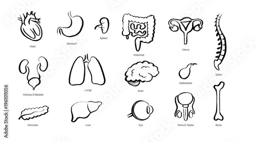 Internal Organs Sketch