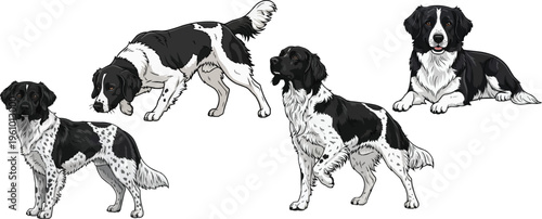 Stabyhoun dog standing alert pointing crouched lying down pose set