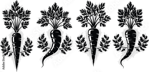 Here is the SEO-optimized content for your carrot illustration collection, specifically tailored for Adobe Stock.