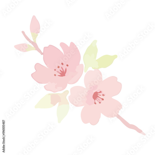 Watercolor-style lovely cherry blossom flowers, sakura spring botanical illustration, pink and white／水彩　桜