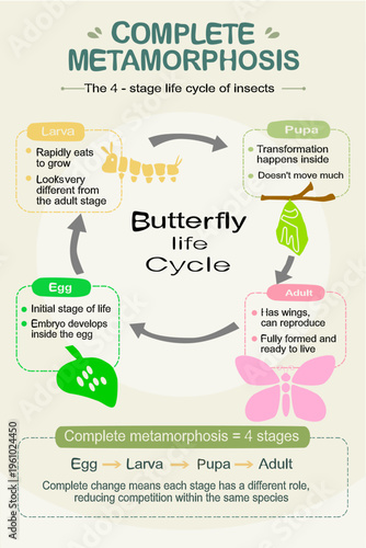 Butterfly life cycle infographic showing four stages of complete metamorphosis: egg, caterpillar larva, chrysalis pupa, and adult butterfly in a circular educational diagram.