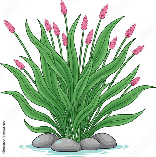 Vector illustration of a vibrant aquatic plant with long green leaves and pink flower spikes growing from grey river stones in shallow water isolated on white background