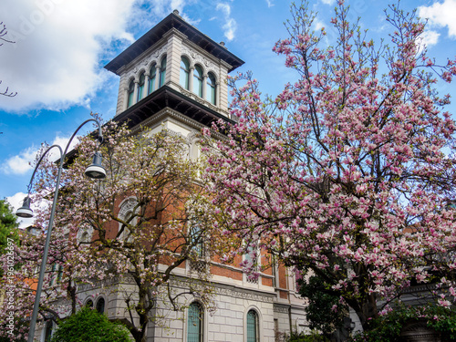 Magnolia flowering plants at Piazza Tommaseo in Milan, Italy