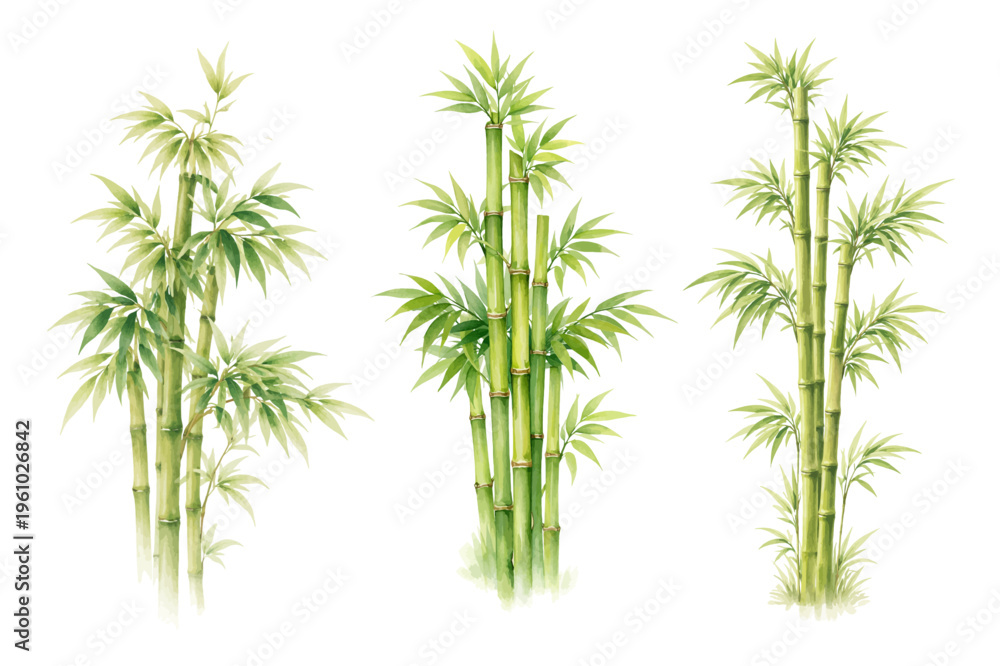 Fototapeta premium Watercolor bamboo plant collection illustration, green botanical stems and leaves isolated on white background.