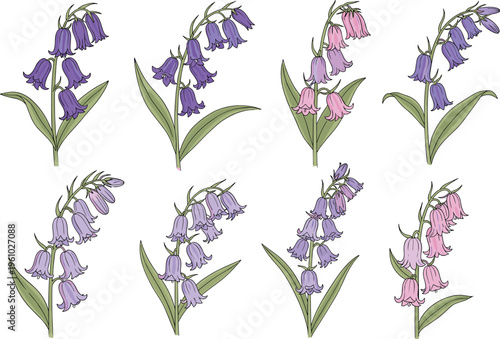 Collection of hand drawn bluebell flower vector illustrations with purple and pink blossoms isolated on white background for spring nature floral graphic design projects.