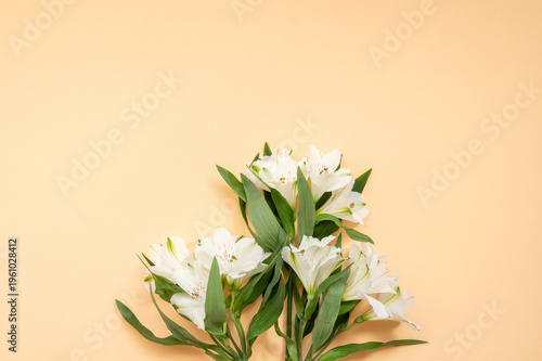 White alstroemeria blooms with green leaves on peach background