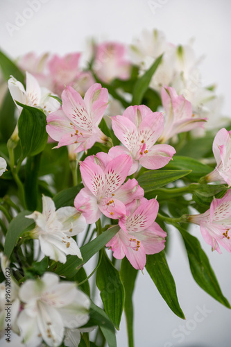 Vibrant pink and white alstroemeria flowers with green leaves