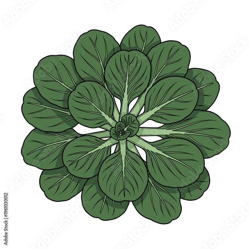 fresh green bok choy leaves arranged in circular rosette isolated transparent background cut-out PNG file