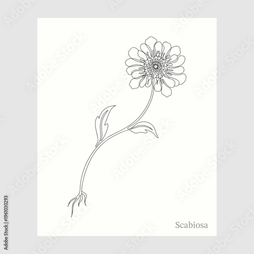 Scabiosa flower line art, botanical one line drawing of rounded scabiosa petals, minimalist floral vector illustration, continuous line sketch