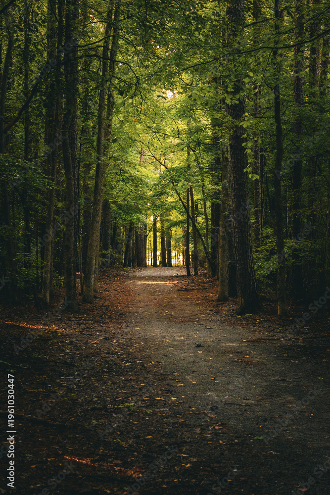 Obraz premium path in the woods