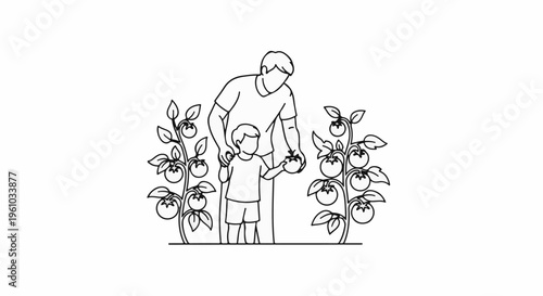 Father and son harvesting ripe tomatoes from a garden in a line art style