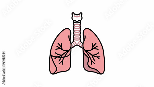 Human lungs and trachea anatomical illustration isolated on white