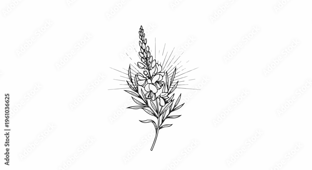 Fototapeta premium Line art illustration of a flowering plant with radiating lines