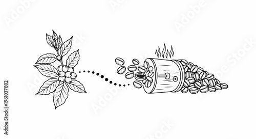 Illustration of a coffee plant branch transitioning to roasted beans spilling from a drum