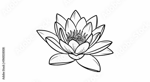 Elegant black and white line art drawing of a blooming water lily