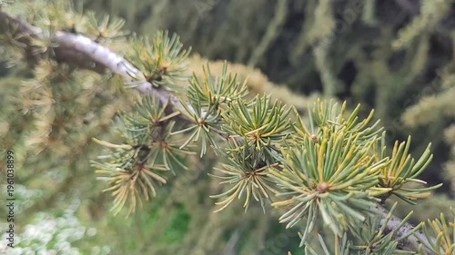 Branch of a pine tree