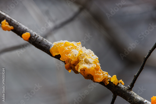 コガネニカワタケ