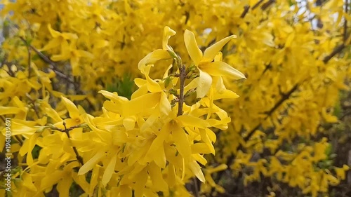Border forsythia plant close up