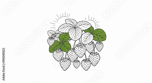 A hand-drawn illustration of a strawberry plant laden with fruit, under stylized sunrays