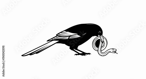 Black bird holds a coiled snake in its beak against a white background